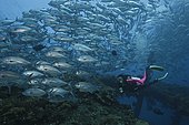 Scuba diver and huge school of Bigeye Jacks (Caranx sexfasciatus) over the Liberty Shipwreck. Tulamben, Bali. Indonesia, tropical Pacific Ocean.