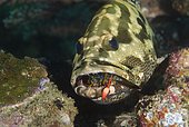 Grouper (Epinephelus sp.) eating mantis shrimp. Probably a Camoflauge Grouper (Epinephelus polyphekadion). Indonesia, tropical Pacific Ocean.