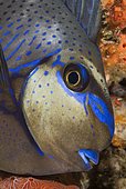 Bignose Unicornfish (Naso vlamingii). Indonesia, tropical Pacific Ocean.
