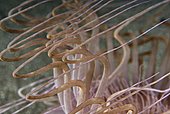 Tube anemone (family Cerianthidae), close-up detail of tentacles. Indonesia, tropical Pacific Ocean.