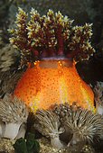 Red Sea Apple sea cucumber (Pseudocolochirus tricolor). Indonesia, tropical Pacific Ocean.