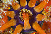 Red Sea Apple sea cucumber (Pseudocolochirus tricolor), feeding tentacles. Indonesia, tropical Pacific Ocean.