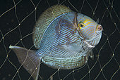 Yellowmask Surgeonfish (Acanthurus mata), caught in fishing net. Indonesia, tropical Pacific Ocean.