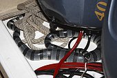 Colubrine Sea Snake (Laticauda colubrina), venomous serpent in boat at night. Also called Banded Sea Krait. Indonesia, tropical Pacific Ocean.