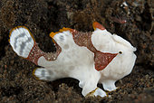 Clown (also called Warty) Frogfish (Antennarius maculatus), small juvenile- 1cm! Note lure above head. Indonesia, tropical Pacific Ocean.