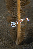 Magnificent Anemone Shrimp (Ancylomenes magnificus), a cleaner shrimp, commensal on anemones and here on a sea pen, size to 1 inch. Indonesia, Pacific Ocean