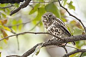 Chevêchette du Cap (Glaucidium capense) sur une branche, Afrique du Sud