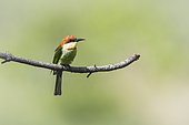 Chestnut-headed bee-eater (Merops leschenaulti) on a branch, Ella, Sri Lanka