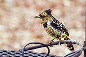 Crested Barbet (Trachyphonus vaillantii), Kruger National park