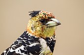 Portrait of Crested Barbet (Trachyphonus vaillantii), Kruger National park