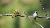 Crested Treeswift (Hemiprocne coronata) and Chestnut-headed bee-eater (Merops leschenaulti) on a branch, Ella, Sri Lanka