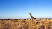 Giraffe (Giraffa camelopardalis) walking in savana, Kruger National park, South Africa