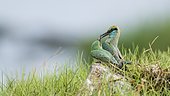 Green bee-eater (Merops orientalis) couple displaying on ground, Arugam bay lagoon, Pottuvil, Sri Lanka