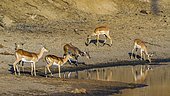 Impala (Aepyceros melampus) and Nyala (Tragelaphus angasiig), Kruger National park, South Africa