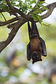 Indian Flying-fox (Pteropus giganteus) suspending, Yala national park, Tissamaharma, Sri Lanka