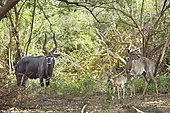 Nyala (Tragelaphus angasii) male, female and young, Kruger National park, South Africa
