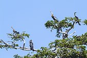 Oriental Darter (Anhinga melanogaster) on a tree, Tissa wewa, Yala national park, Sri Lanka