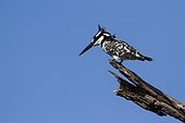 Pied kingfisher (Ceryle rudis) on a branch, Kruger National park, South Africa