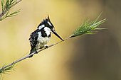 Pied kingfisher (Ceryle rudis) on a branch, Kruger National park, South Africa