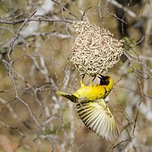 Village weaver (Ploceus cucullatus) on is nest, Kruger National park, South Africa