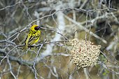 Village weaver (Ploceus cucullatus) near is nest, Kruger National park, South Africa