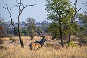 Waterbuck (Kobus ellipsiprymnus) in savanna, Kruger National park, South Africa