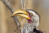 Southern yellow-billed hornbill (Tockus leucomelas), Kruger National park, South Africa