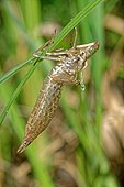 Dragonfly (Anax sp) moult, Prairie Fouzon Natura 2000 Zone, Centre Val-de-Loire, France