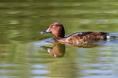 Ferruginous Duck (Aythya nyroca) on water, Tablas Daimiel National Park (Spain)