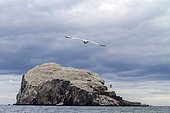 European herring gull (Larus argentatus), Bass Rock, Scotland