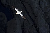 Northern Gannet (Sula bassana) in flight, Bempton Cliffs, England