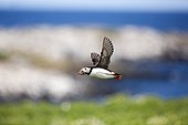 Atlantic puffin (Fratercula arctica) in flight, Farne Islands (England)