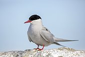 Arctic tern (Sterna paradisaea). Farne Islands (England)