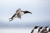 Common Murre (Uria aalge) in flight with fis in beak, Farne Islands, England