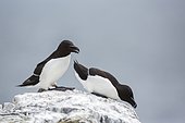 Razorbill (Alca torda), Farne Islands, England