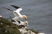Northern Gannet (Sula bassana) mating, Bempton Cliffs, England