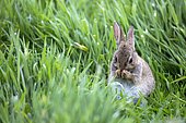 Young European rabbit (Oryctolagus cuniculus) in grass, Farne Islands (England)