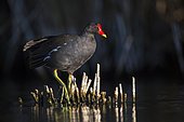 Common Moorhen (Gallinula chloropus), Ciudad real (Spain)