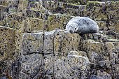 Grey seal (Halichoerus grypus) on rock, Farne Islands, England
