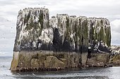Seabirds on cliff, Farne. Farne Islands, England