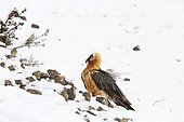 Bearded Vulture (Gypaetus barbatus) in the snow, Pyrenees, Catalonia, Spain