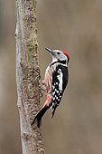 Middle Spotted Woodpecker (Dendrocopos medius) on a dead branch, Alsace, France