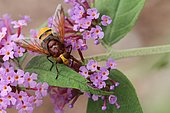 Hornet Mimic Hoverfly (Volucella zonaria) foraging on a Buddleia in bloom. Alsace, France