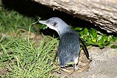 Little penguin (Eudyptula minor), Tasmania, Australia