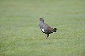 Tasmanian native hens (Tribonyx mortierii) in the grass, Tasmania, Australia