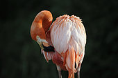 American Flamingo (Phoenicopterus ruber ruber) grooming