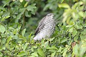 Eurasian Sparrowhawk (Accipiter nisus) on a branch, Lorraine, France