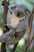 Koala (Phascolarctos cinereus) resting in a tree, Australia