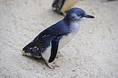 Little penguin (Eudyptula minor), Australia