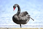 Black Swan (Cygnus atratus) stretching on one leg, Three lakes, Victoria, Australia